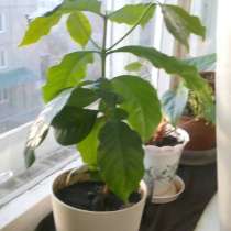 Продам кофе вьетнамский, Арабика, в Красноярске