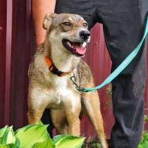 Ласковая, изящная, спокойная собачка Стрелка в добрые руки, в Москве