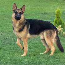 Щенки немецкой овчарки, в г.Тбилиси