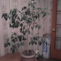 Продаю Фикус, в г.Караганда