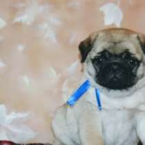 Щенки мопса, в г.Силламяэ