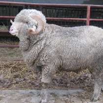 Племенные овцы Прекос (Скот из Европы класса Элита), в Красноярске