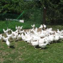 Куры несушки молодки, в Москве