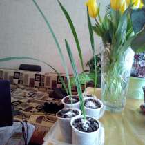 Ростки финиковой пальмы, в Долгопрудном