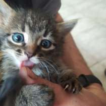 Котята, в г.Полтава