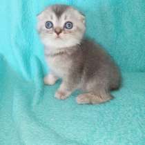 Шотландские котята, в Орле