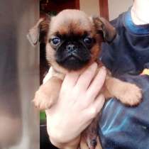 Девочка пти-брабансон, могу подвезти, в Москве