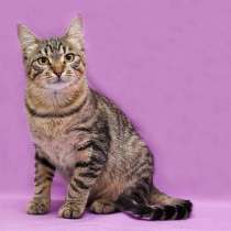 Кот Тишка в добрые ручки!, в Москве