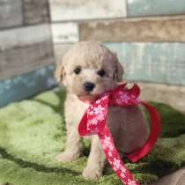 Maltipoo F - 1. Girl, в г.Берлин