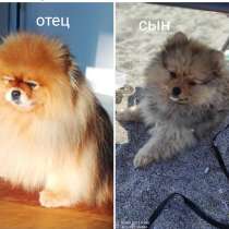 Померанец ищет любящую ответственную семью, в г.Белек