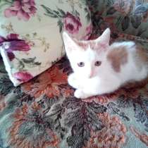 Котенок ищет дом. Срочно!, в г.Подгорица