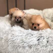 Помераночка мини, в г.Париж