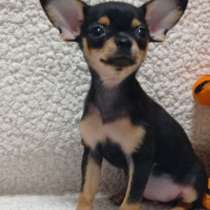Чихуахуа. Black tan, в г.Берлин