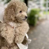 Мальтипу Ф2 (Maltipoo f2), в г.Bremen
