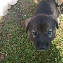 Отдам в заботливые руки щенков, в Москве