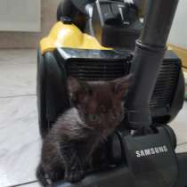 Котята, в Нижневартовске