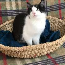 Котенок мальчик, в Краснодаре