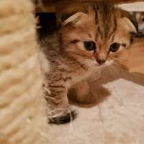 ПРОДАМ ШОТЛАНДСКИХ КОТЯТ, в г.Гётеборг