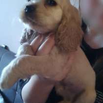 Продаются щенки кокер спаниель, в г.Фергана