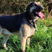 Собаки Рей и Джесс ищут дома. Мальчик и девочка. Стерилизова, в г.Минск