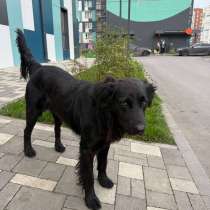 Уголек ищет дом!, в Ростове-на-Дону