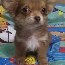 Chihuahua. Micro girl, в г.Берлин