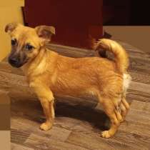 Миниатюрный щенок от маленькой собачки, в Санкт-Петербурге