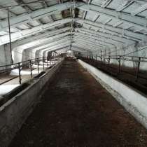 Продается ферма, базы, коровники. Можно купить на разбор, в Кургане