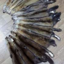 Соболь, в Перми