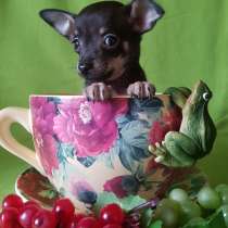 Щенки мини Той терьер, в Москве