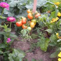 Саженцы томатов, в Брянске