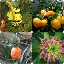 Банановый рай под Киевом, в г.Киев