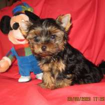 Йоркширский терьер. Мелкий стандарт, в г.Rothenberg