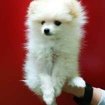 Померанский шпиц, в г.Кременчуг