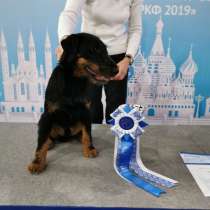 Щенки Ягдтерьера, в Москве