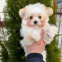 Maltipu, в г.Польковице