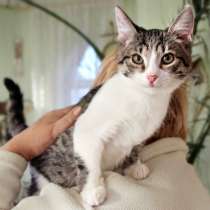 Котенок Том Сойер игривый и весёлый мальчик в дар, в Москве