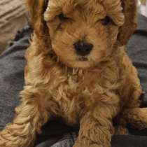 Щенки карликого пуделя ред браун Родились 19/02/2022, в г.Акко