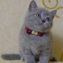 Шотландские котята голубого окраска, в г.Кишинёв