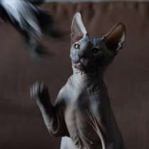 Продам Donskoy sphynx 4 месяца, мальчик, в г.Запорожье