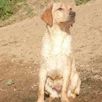 Щенки лабрадора, в г.Нью-Йорк