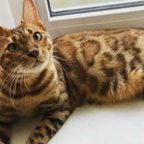 Бенгальская девочка, в Пятигорске