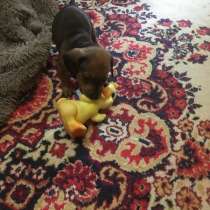 Продам щенка таксы, в г.Усть-Каменогорск