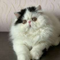 Котята Экзоты, в г.Лондон