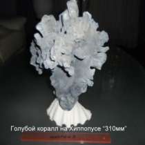 голубой коралл, в Челябинске
