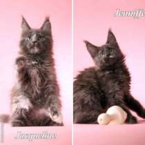 Мейн кун котята от большого международно, в Красноярске