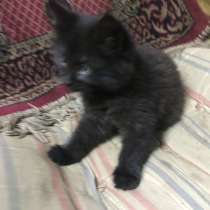 Умные котята, в Нижнем Новгороде