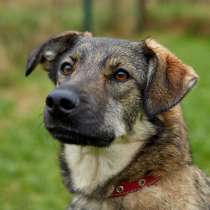 Шерри. Собака с потрясающей улыбкой, в Москве