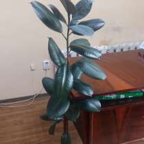 Продам комнатный Фикус, драцена, денежное дерево, в г.Караганда