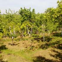 Приму в дар брошенный участок, дачу или пару соток земли, в г.Кишинёв